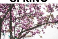 Chasing Spring in Paris 2025 A Local Couple’s Secret Spots