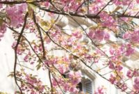 Paris in Pink Your 2025 Cherry Blossom Journey