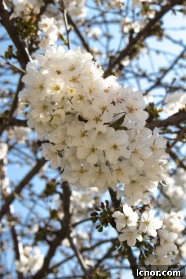 white cherry blossoms in Paris