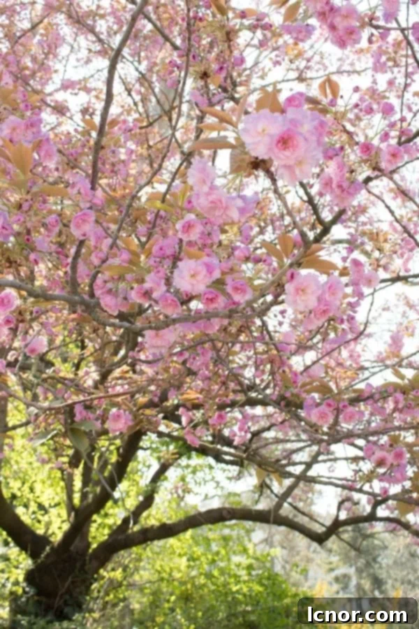 pink cherry blossoms in Paris