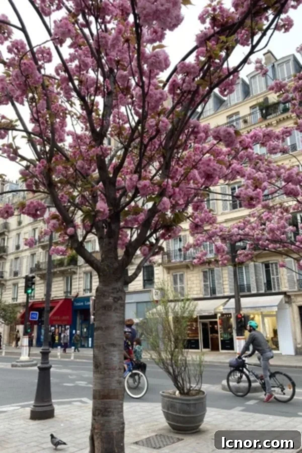 Cherry Blossoms in Paris at Saint Paul Metro Person on a Bicycle
