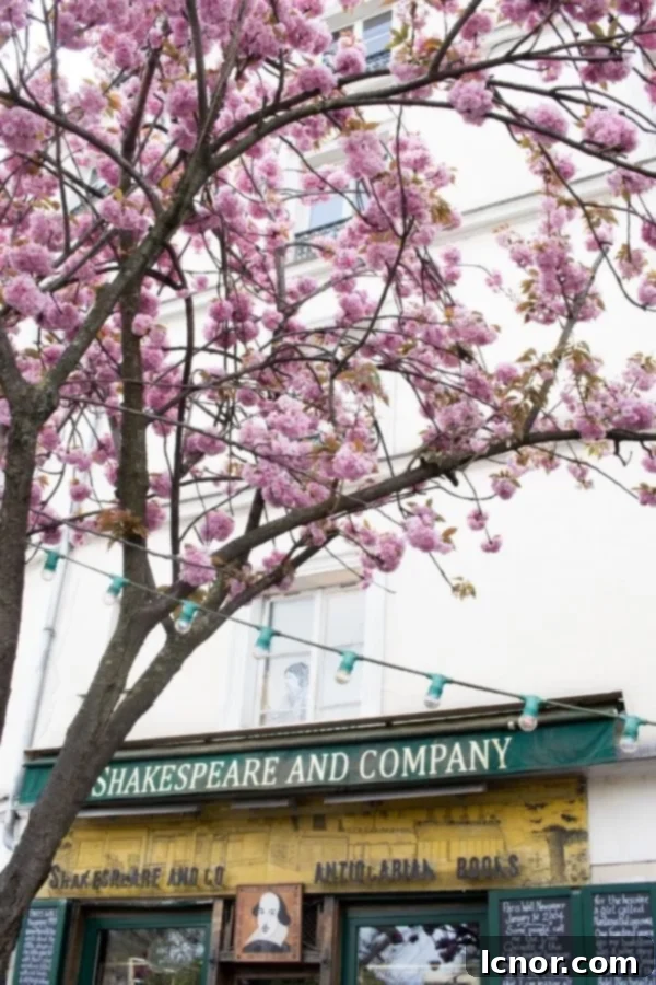 Cherry Blossoms in Paris Shakespeare & Co