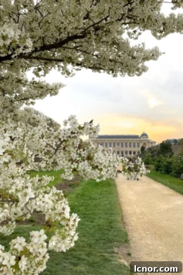 Cherry Blossoms in Paris in the Garden des Plantes