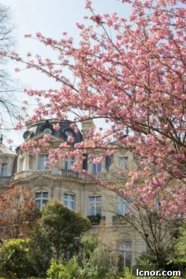 Cherry Blossoms in Paris Parc Monceau 6