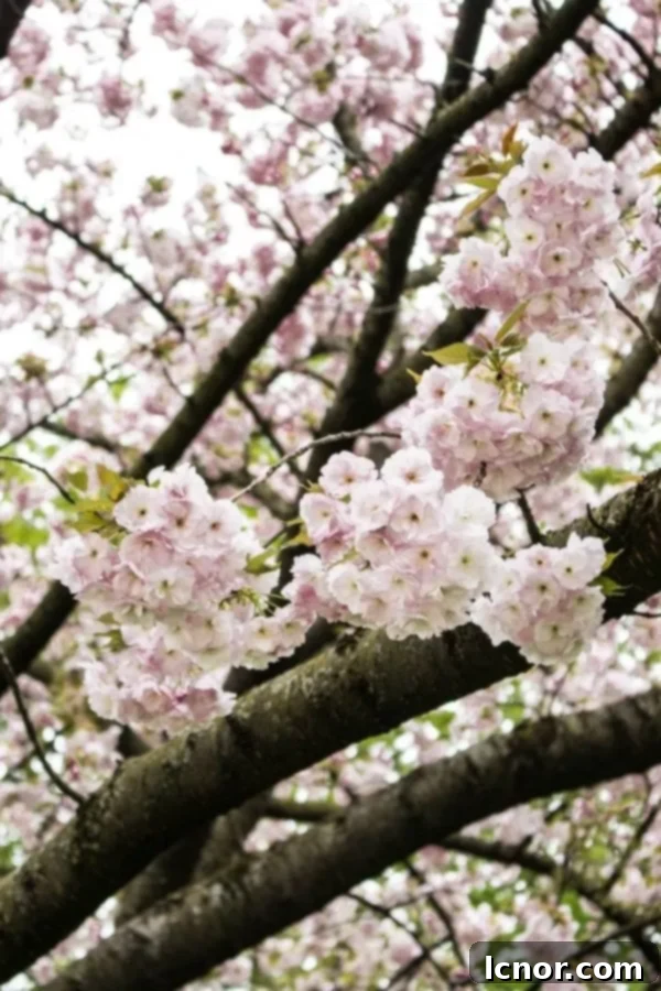 cherry blossoms in Paris in the Garden des Champs-Elysées