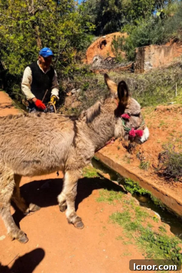 A local guide and donkey traversing a mountain path in a Berber village, a genuine cultural experience during a 10-day Morocco trip.