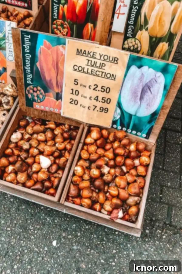 Various colorful tulip bulbs for sale at the Amsterdam Flower Market
