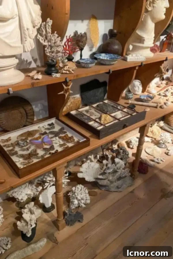 Rembrandt's Cabinet of Curiosities, featuring shells, butterflies, and coral on shelves, at the Rembrandt House Museum in Amsterdam