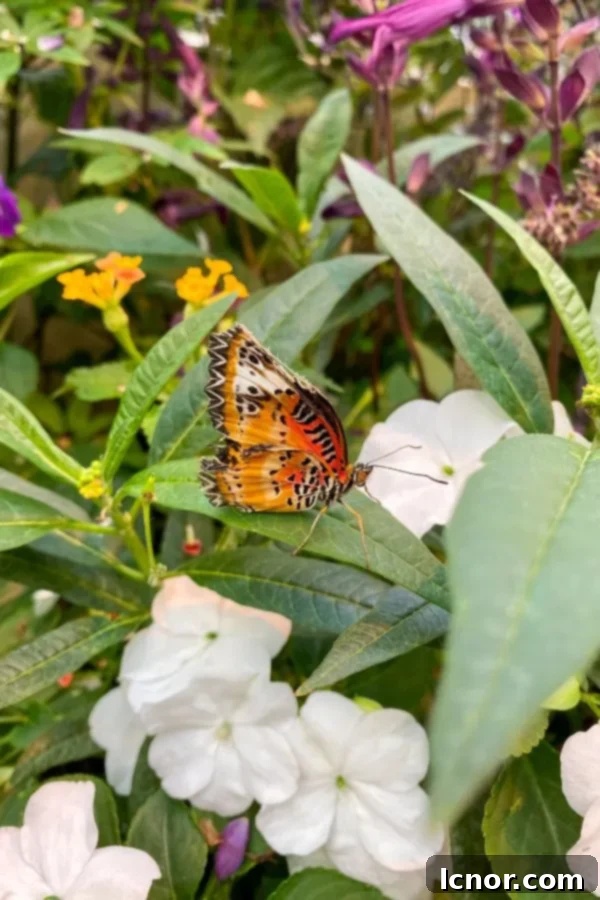 Butterfly inside the Butterfly House, Hofburg Palace, Vienna, Austria, a unique romantic activity