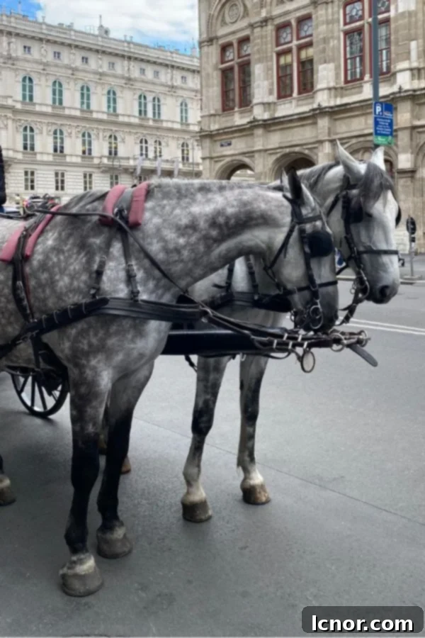 horses pulling a horse  drawn carriage during the Riding Dinner Sacher Edition
