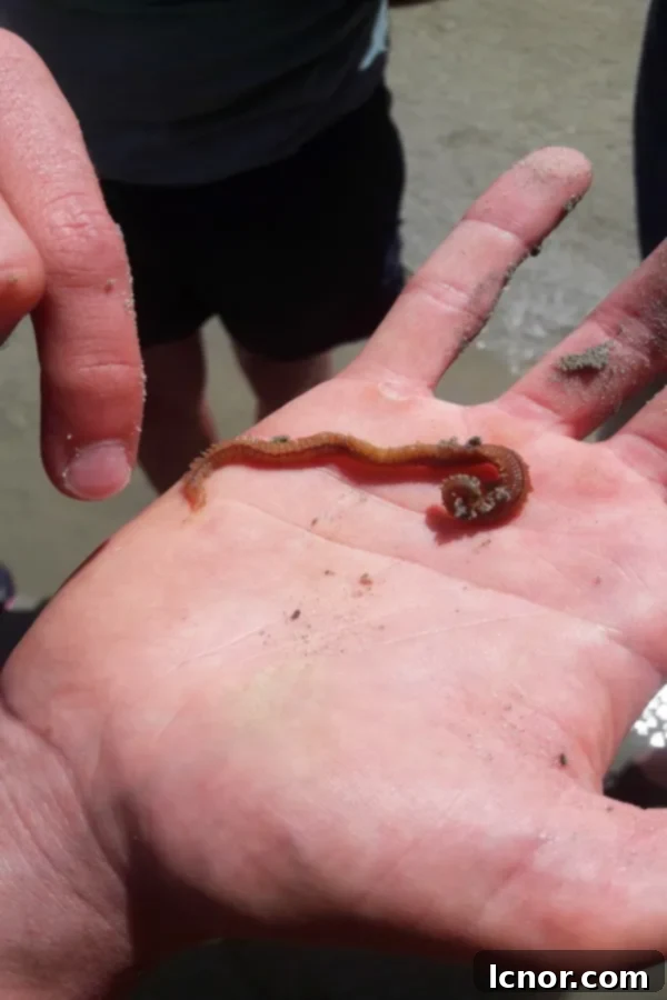 Somme Bay's Green Gold Sea Plant Pesto 2 Hairy Worm from Somme Bay