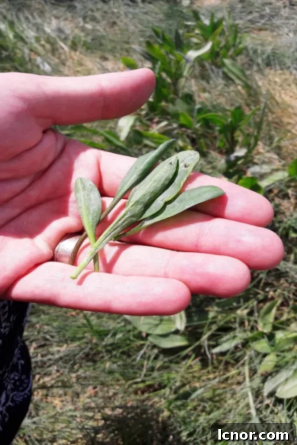 Somme Bay's Green Gold Sea Plant Pesto 5 Les Oreilles de Cochon sea plant