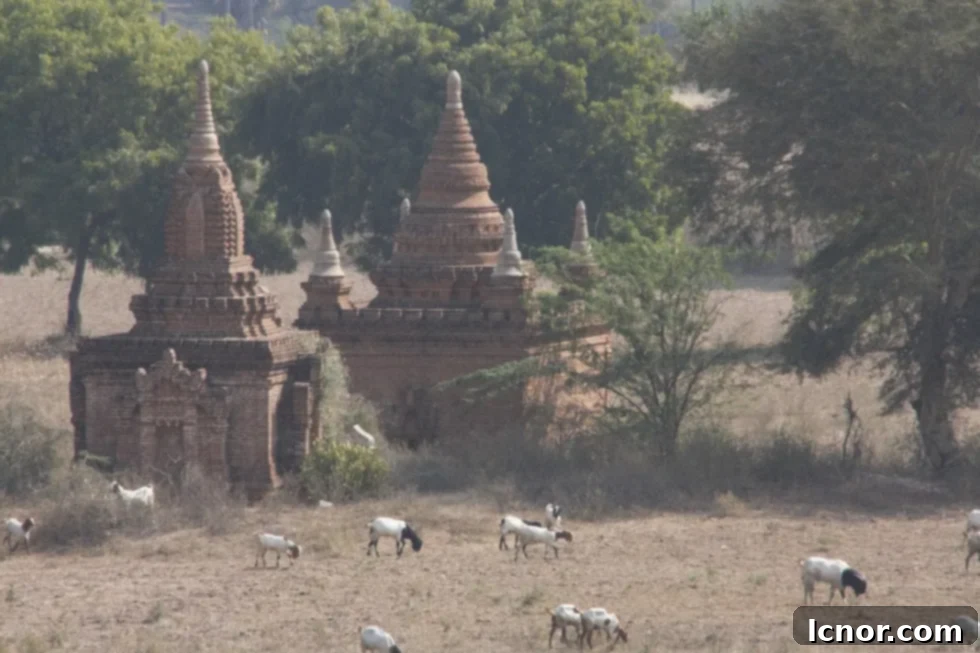 Ancient temples of Bagan, Myanmar at sunset, with goats grazing nearby.