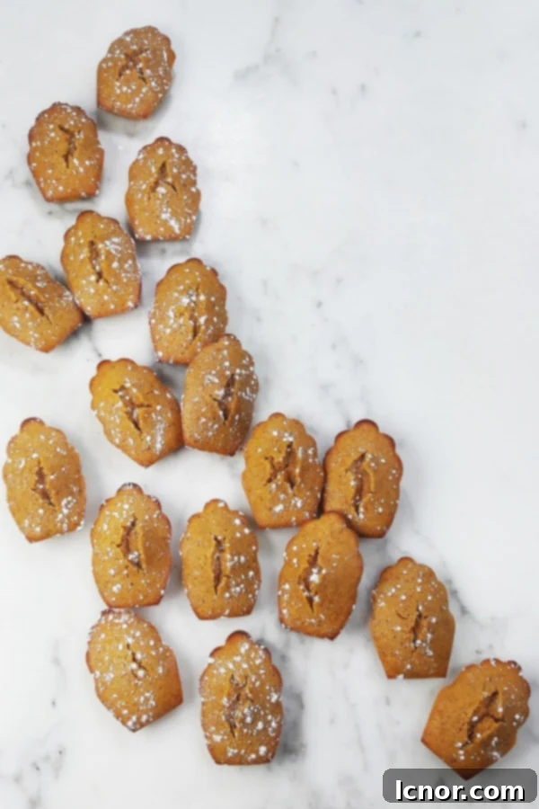 A large gathering of honey pumpkin madeleines, artfully arranged on a serving plate, dusted lightly with powdered sugar, ready to be enjoyed.