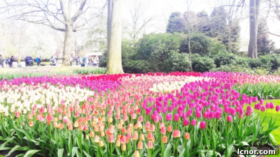 Vast rows of vibrant yellow and red tulips stretching into the distance at Keukenhof Gardens.