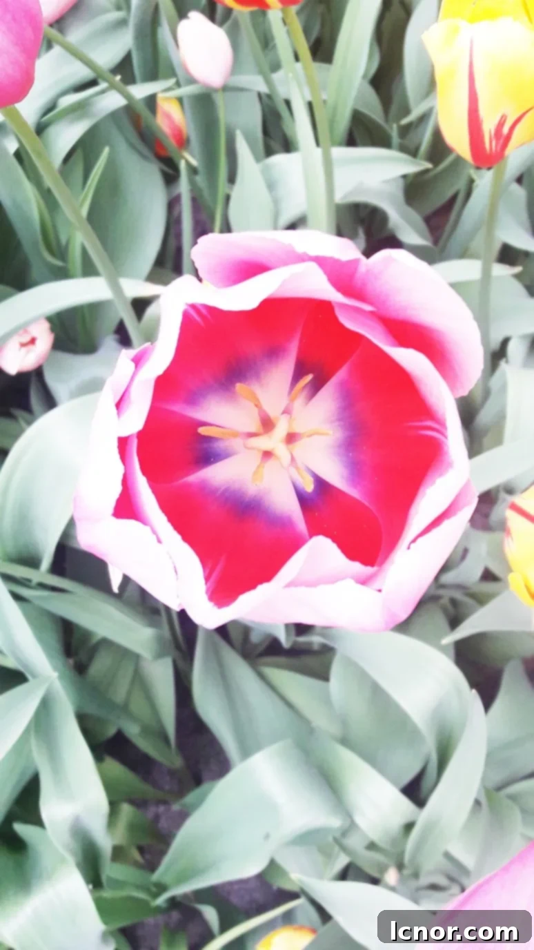 Close-up of a unique two-toned tulip with orange and yellow petals.