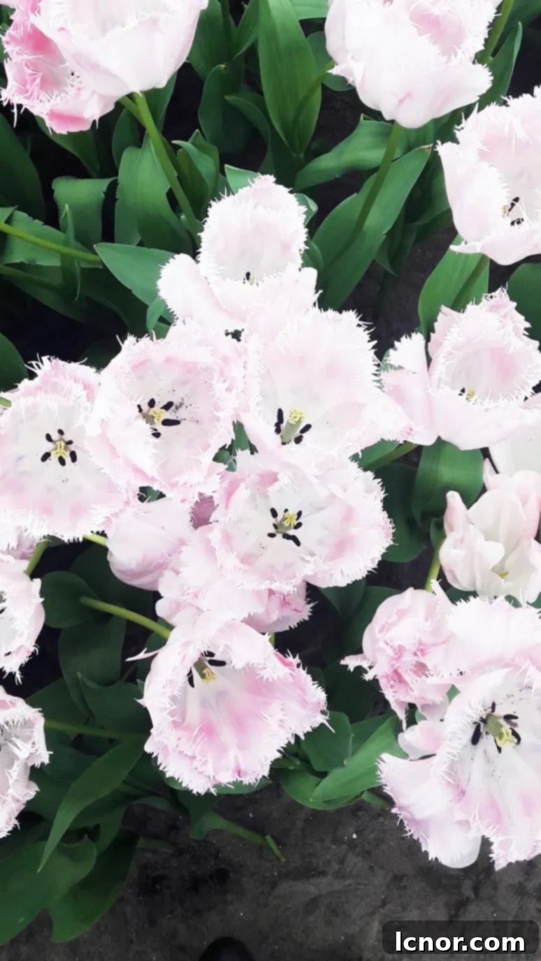 Beautiful white fringed tulips resembling lace.