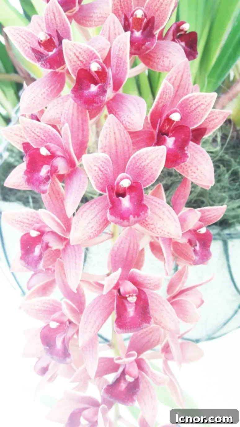 Close-up of vibrant pink orchids in bloom within an indoor display.