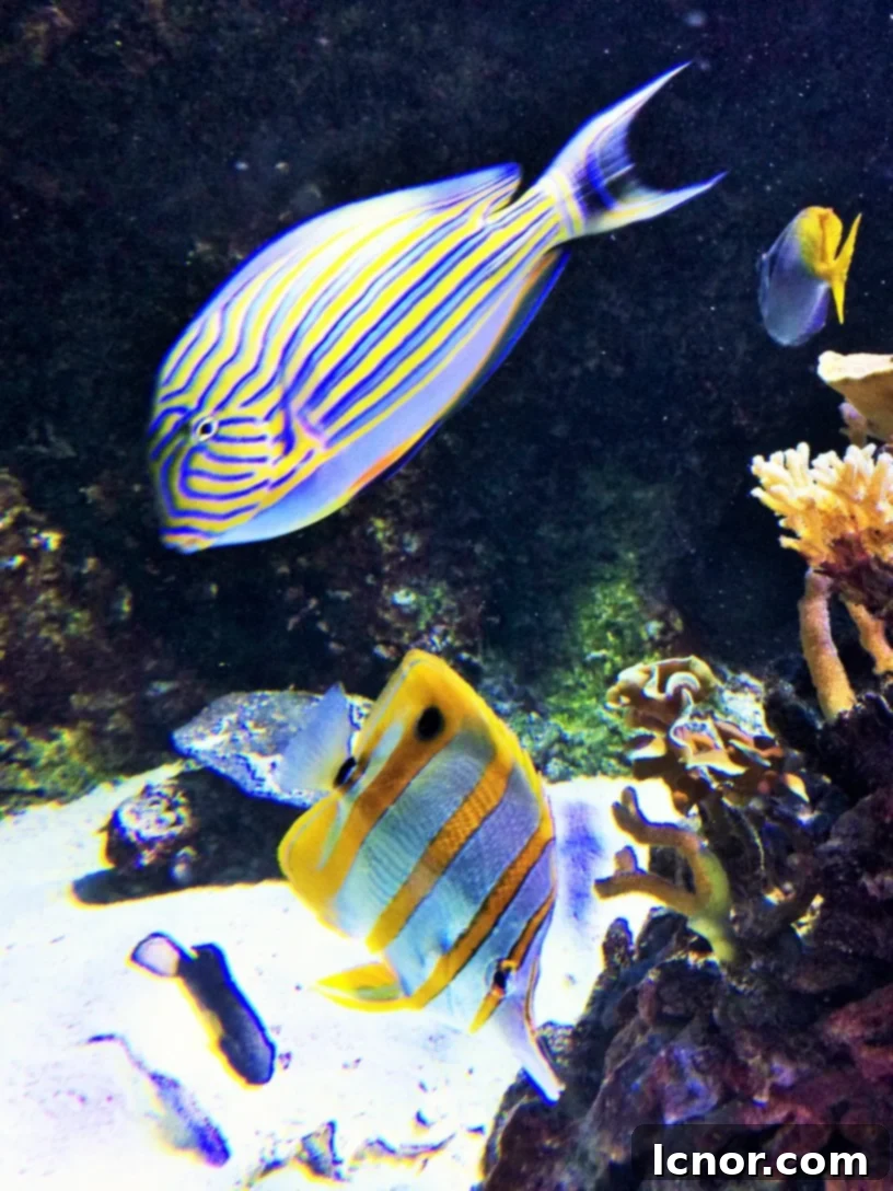 Porte Dorée Aquarium, 12th arrondissement, Paris. | ahedgehoginthekitchen.com