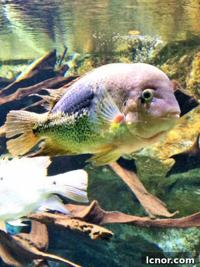 Porte Dorée Aquarium, 12th arrondissement, Paris. | ahedgehoginthekitchen.com