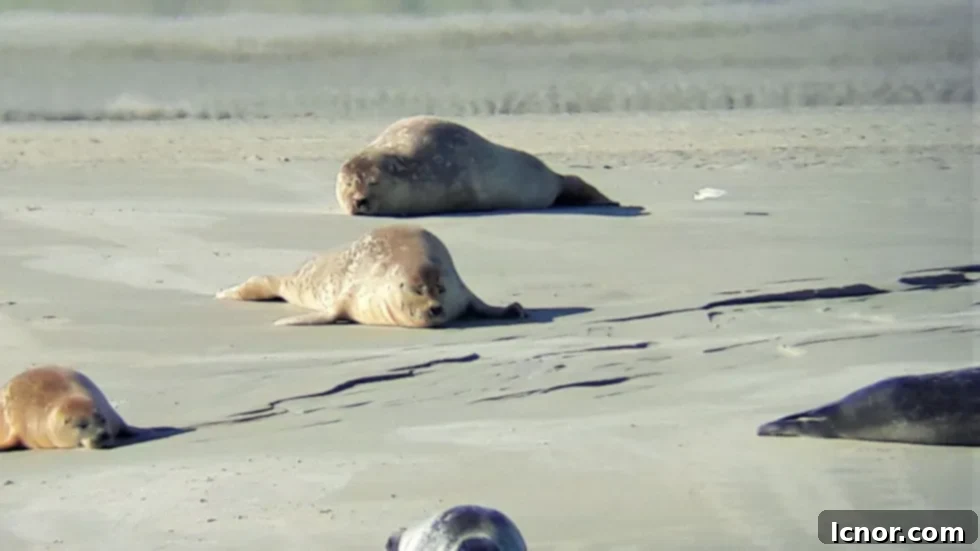 Seal watching in Somme Bay, France. | ahedgehoginthekitchen.com