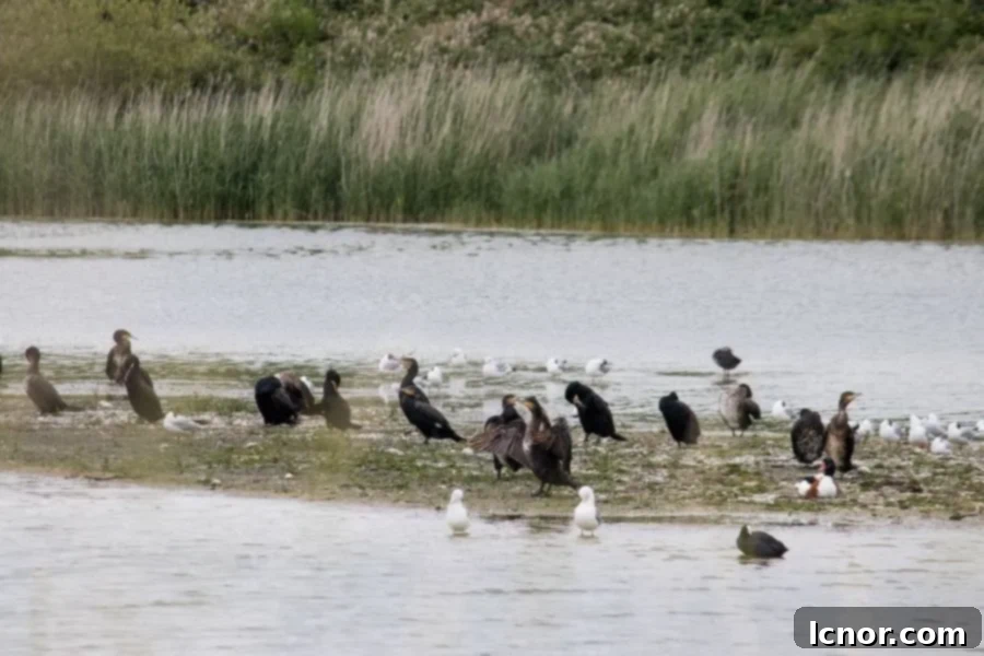 Birds in Somme Bay at Parc du Marquenterre