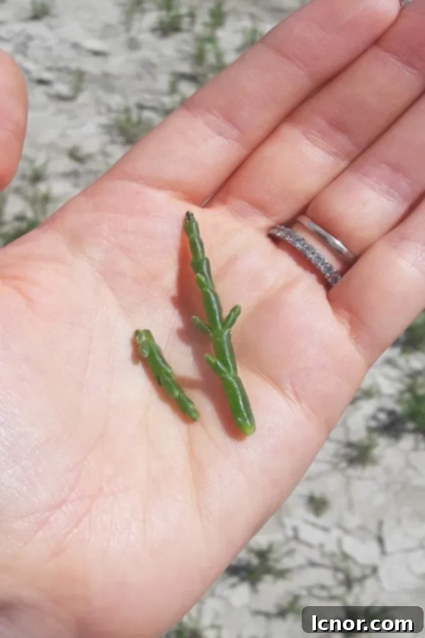 Crossing Somme Bay and foraging for sea plants, France. | ahedgehoginthekitchen.com