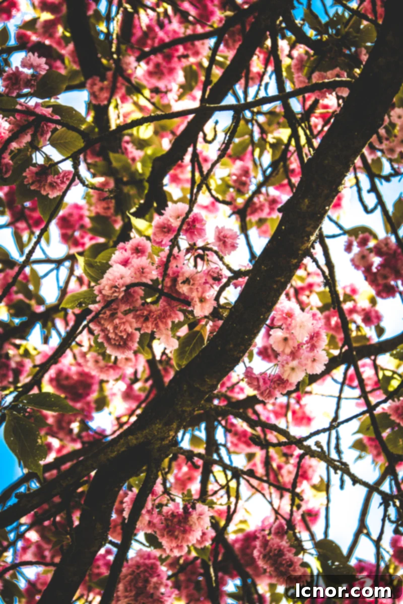 Cherry Blossoms at Parc de Sceaux (1 hour from Paris) beautiful pink cherry blossoms hanging off a dark brown branch