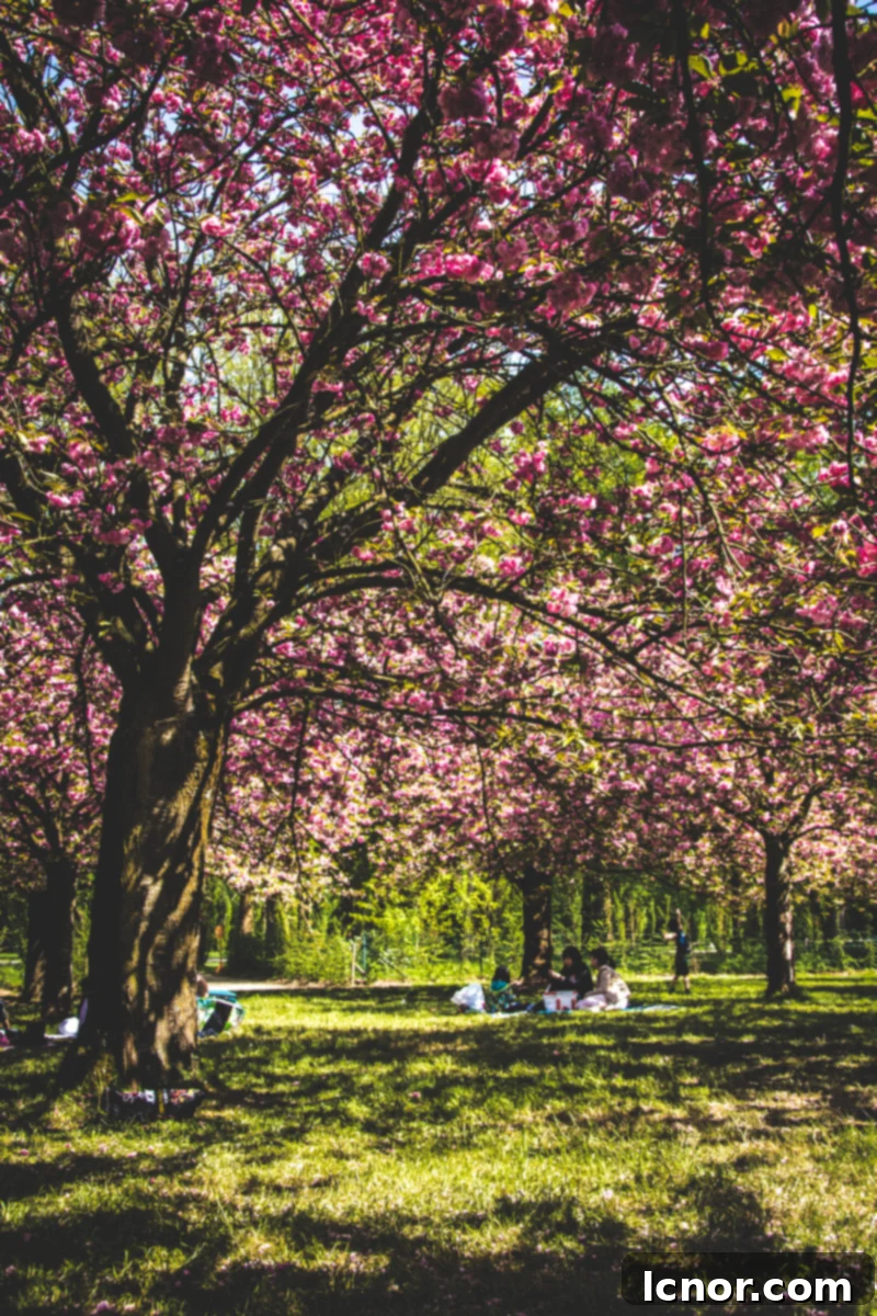 Cherry Blossoms at Parc de Sceaux (1 hour from Paris) big blossoming cherry blossoms trees with pink blossoms
