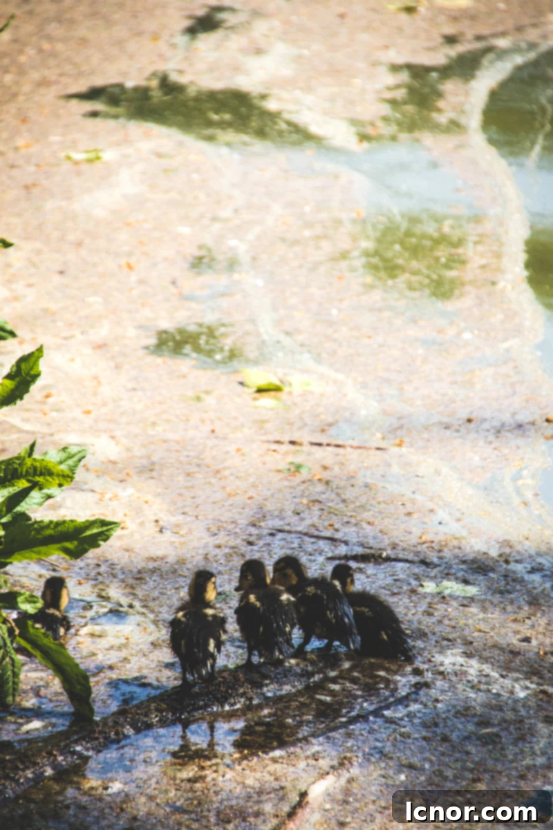Cherry Blossoms at Parc de Sceaux (1 hour from Paris) baby ducklings stand in the water in a row