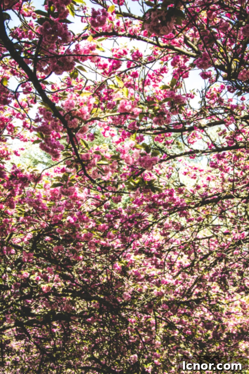 Cherry Blossoms at Parc de Sceaux (1 hour from Paris) big blossoming cherry blossoms trees with pink blossoms