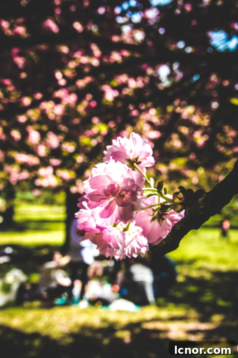 Cherry Blossoms at Parc de Sceaux (1 hour from Paris) A large pink cherry blossom is hanging down from a branch