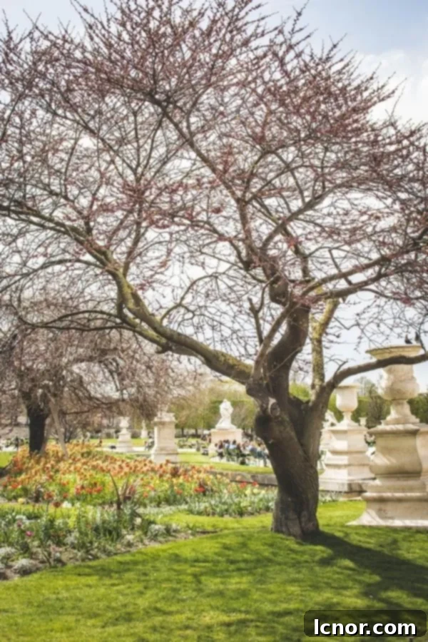 Tuileries Garden in Paris, a peaceful retreat often mentioned in quotes about Paris