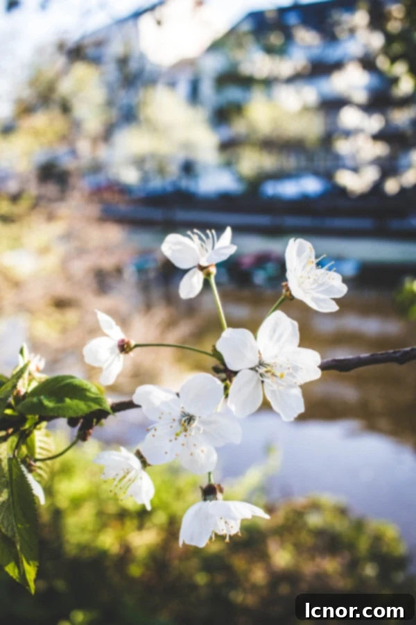 White cherry blossoms in the Japanese garden in Nantes