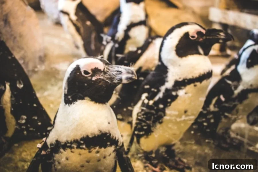 black and white penguins at Nausicaa in Boulogne sur Mer