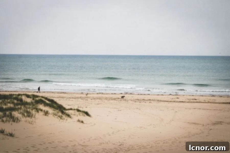 open beach in France with a man and a dog