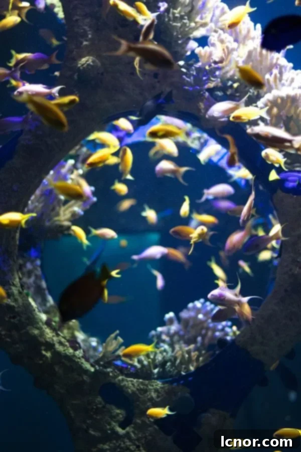 Aquarium filled with brightly colored fish