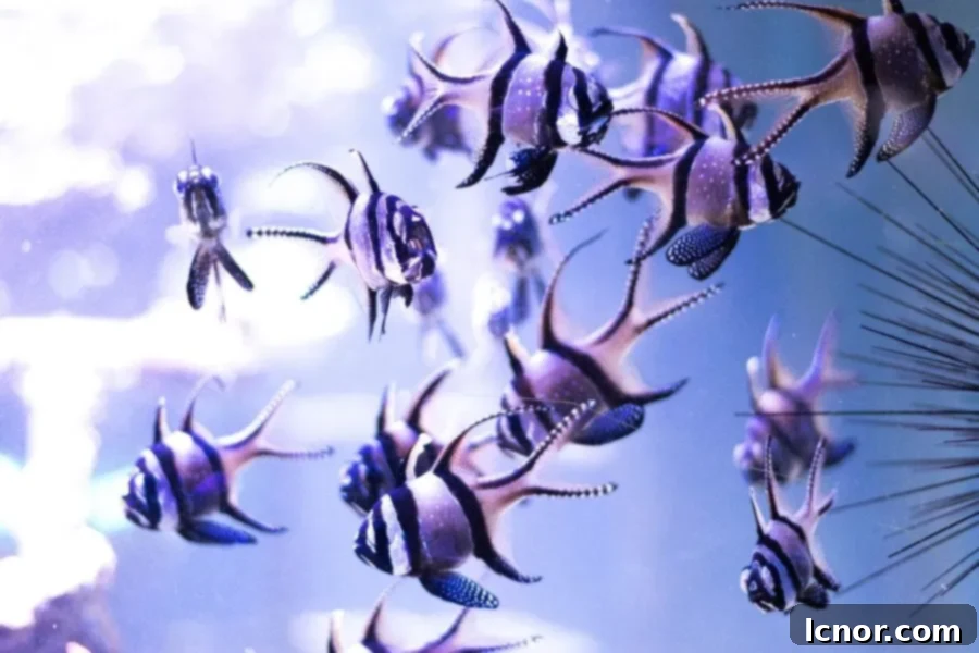 Aquarium filled with beautiful blue striped fish
