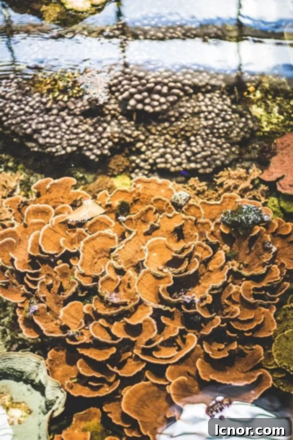 a tank of coral