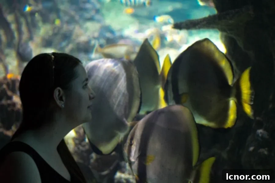 girl gazing at the fish in an aquarium